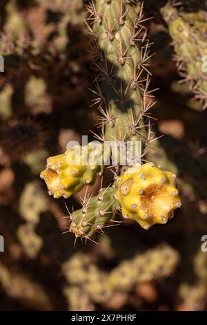 Natürliches Nahblühendes Pflanzenporträt der glatten Kettenfrucht Cholla Cylindropuntia fulgida) im Catalina State Park, Oro Valley, Arizona, USA. Sonnig Stockfoto