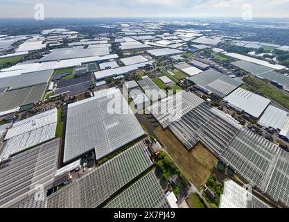 Große Gruppe von Gewächshäusern in den Niederlanden, Blick auf die Drohne. Grüne Gewächshäuser in der Nähe von Monster, den Haag. Stockfoto