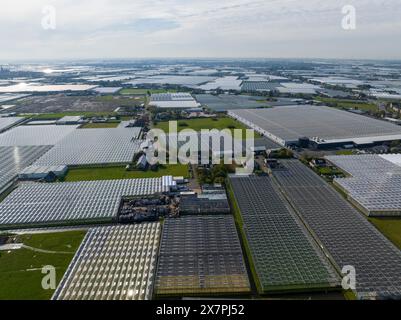 Große Gruppe von Gewächshäusern in den Niederlanden, Blick auf die Drohne. Grüne Gewächshäuser in der Nähe von Monster, den Haag. Stockfoto