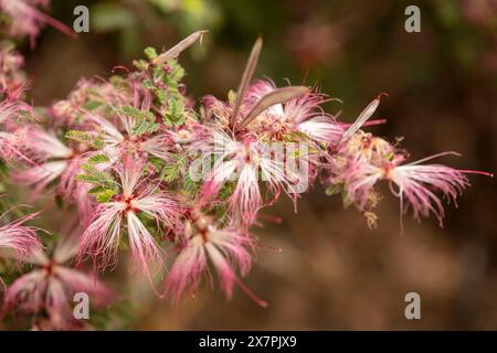 Natürliches Nahaufnahme blühendes Pflanzenporträt des bezaubernden Elfenstaubs Calliandra eriophylla. Arizona, USA. Fesselnd, blendend, verführerisch, altersfest Stockfoto