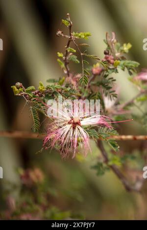 Natürliches Nahaufnahme blühendes Pflanzenporträt des bezaubernden Elfenstaubs Calliandra eriophylla. Arizona, USA. Fesselnd, blendend, verführerisch, altersfest Stockfoto