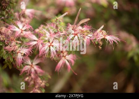 Natürliches Nahaufnahme blühendes Pflanzenporträt des bezaubernden Elfenstaubs Calliandra eriophylla. Arizona, USA. Fesselnd, blendend, verführerisch, altersfest Stockfoto