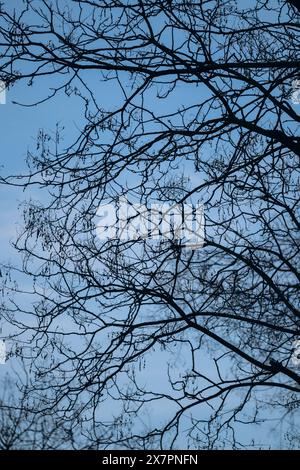 Baumzweige ohne Blätter im Winter in Paris Stockfoto