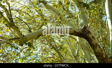 In den Zweigen eines Platanenbaums. Textur. Grün Stockfoto