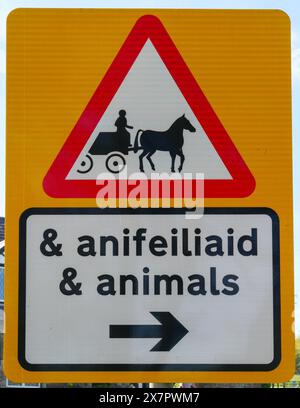 Ungewöhnliche Pferde- und Wagenwarnung vor Tieren in Südwales Stockfoto