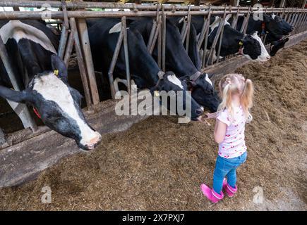 Sehr junges blondes Mädchen in rosa ernährt schwarze und weiße holsteinkühe in der niederländischen Scheune in den niederlanden Stockfoto