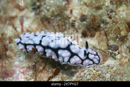 (240521) -- SANYA (HAINAN), 21. Mai 2024 (Xinhua) -- Eine Phyllidiidae ist auf der Marinestanch der Insel Wuzhizhou in Sanya, südchinesischer Provinz Hainan, am 16. Mai 2024 abgebildet. Die Marine Ranch der Insel Wuzhizhou, Chinas erste tropische Marine Ranch, hat bemerkenswerte Fortschritte bei der ökologischen Restaurierung und Erhaltung der Fischereiressourcen gemacht. Künstliche Riffe werden weltweit genutzt, um die Meeresökologie zu verbessern, indem zusätzliche Lebensräume für lokale Wasserorganismen und Fische geschaffen werden. Im April 2024 hat die Marinestanch etwa 80.000 Kubikmeter künstliche Riffe und Schiffriffe aufgestellt. Diese Stockfoto