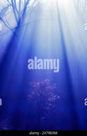 Dieses mystische Bild fängt eine Waldszene ein, die in tiefblaue Lichtstrahlen getaucht ist und einen glitzernden Baum in einer ruhigen, außerirdischen Atmosphäre hervorhebt Stockfoto