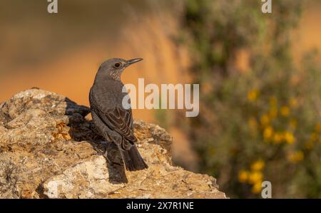 Ein gemeiner Kuckuckuck oder Cuculus canorus liegt auf einem zerklüfteten Felsen, mit einem weichen Hintergrund aus warmen Sonnenuntergangstönen und Laub. Stockfoto
