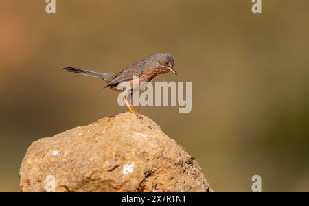 Ein Dartford Warbler mit seinen markanten roten Augen und dem grauen Gefieder auf einem felsigen Felsvorsprung vor einem weichen, erdfarbenen Hintergrund. Stockfoto