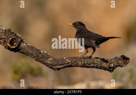 Eine einzelne männliche Amsel oder Turdus-Merula steht auf einem moosigen Zweig, mit sanftem, natürlichem Bokeh, das das Gefieder des Vogels unterstreicht. Stockfoto