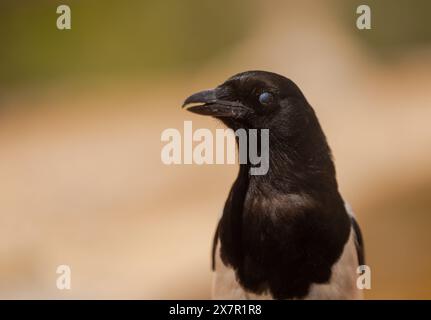 Eine detaillierte Nahaufnahme eines schwarz-weißen Vogels mit bemerkenswerten Merkmalen, die in einer natürlichen Umgebung mit den dunklen Federn des Vogels und der einzigartigen Augenfarbe festgehalten werden Stockfoto