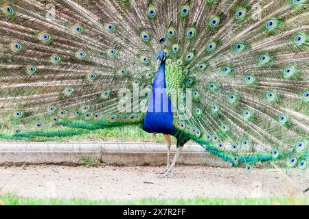 Ein indischer Pfau oder Pavo Cristatus begeistert seine spektakulären Schwanzfedern und zeigt die lebendigen Augentöpfe in einer natürlichen Umgebung. Stockfoto