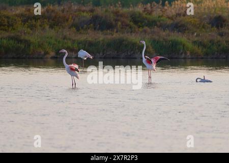 Eine ruhige Umgebung fängt Flamingos ein, die anmutig in den ruhigen Gewässern entlang der Ostküste Spaniens waten, wobei ein Flamingo seine Flügel zeigt. Stockfoto