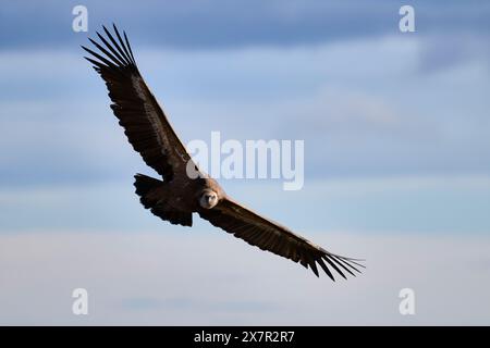 Ein atemberaubendes Bild, das einen Gänsegeier einfängt, der majestätisch mit seinen breiten Flügeln vor dem Hintergrund des weichen, bewölkten Himmels gleitet Stockfoto