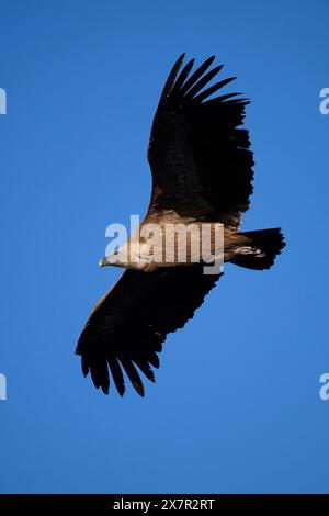 Eine atemberaubende Aufnahme eines Gänsegeiers in vollem Flug, seine großen Flügel breiten sich aus, während er anmutig durch den blauen Himmel gleitet und die klare Kulisse EM Stockfoto