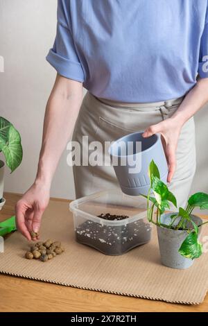 Die zugeschnittene, unerkennbare Frau pflanzt eine Zimmerpflanze sorgfältig in einen neuen Topf auf einer Tischplatte zu Hause um und zeigt ihr Interesse am Gartenbau. Stockfoto