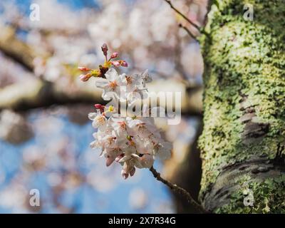 Nahaufnahme von Kirschblüten in voller Blüte mit diffusen Zweigen im Hintergrund und einem mit Moos bedeckten Baumstamm. Stockfoto