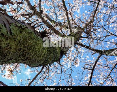 Blick nach oben auf einen Kirschbaum, der mit zarten rosa Blüten bedeckt ist, vor einem klaren blauen Himmel, mit strukturierter Rinde mit leuchtendem grünem Moos. Stockfoto