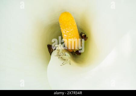 Eine weiße Krabbenspinne wartet auf Beute im hellen weißen Kelch einer Blume, deren Beine für einen Hinterhalt um den gelben Stamen positioniert sind. Stockfoto