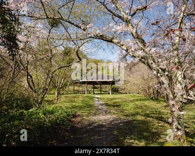 Eine ruhige Parkszene mit einem Pavillon inmitten von üppigem Grün und Kirschbäumen mit zarten rosa Blüten. Stockfoto