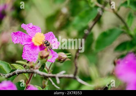 Eine Honigbiene sammelt Nektar aus einer leuchtend rosa Wildblume mit einem gelben Zentrum inmitten von grünem Laub. Stockfoto