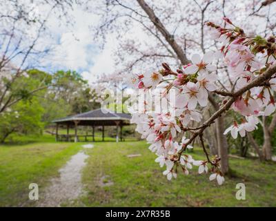 Kirschzweige blühen in voller Blüte mit einem Pavillon und üppigen Bäumen im Hintergrund einer ruhigen Parklandschaft. Stockfoto