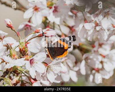 Ein lebendiger Roter Admiral-Schmetterling, der zart auf blühenden Kirschblüten thront. Stockfoto