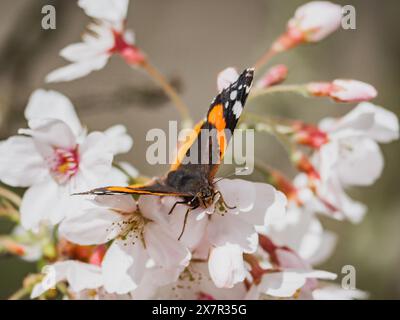 Ein markanter orange-schwarzer Schmetterling thront zart auf weißen Kirschblüten und unterstreicht die Schönheit des Frühlings. Stockfoto