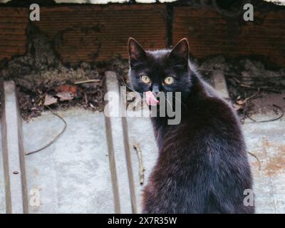 Eine elegante schwarze Katze mit auffälligen gelben Augen leckt sich die Nase, während sie auf einer verwitterten Betonoberfläche mit einer abgenutzten Ziegelwand und einigen getrockneten Blättern steht Stockfoto