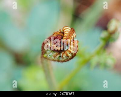 Eine Nahaufnahme eines jungen Farnwedes, der sich entfaltet, zeigt die komplizierten Details seiner eingerollten Blätter. Stockfoto