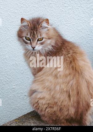 Eine flauschige, langhaarige Katze mit auffälligen Augen sitzt an einer strukturierten Wand und strahlt Eleganz aus. Stockfoto