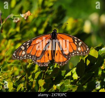 Ein Monarch-Schmetterling - Danaus plexippus legt Eier auf eine junge portugiesische Eiche - Quercus faginea. Seltene Sichtung in Oeiras, Portugal. Familie der Nymphalidae. Stockfoto