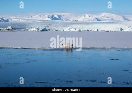 Eine ruhige Lage in Island mit einer Robbe auf Eis inmitten einer gefrorenen Lagune, eingerahmt von schneebedeckten Bergen unter einem klaren blauen Himmel Stockfoto