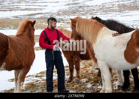 Ein lächelnder Mann in roter Jacke greift auf einem ruhigen, schneegesprenkelten Feld in Island mit mehreren flauschigen Islandpferden in Berührung und zeigt einen friedlichen Menschen-A Stockfoto