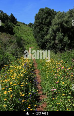 Wunderschöne ländliche Szene. Ein Pfad in der Landschaft, umgeben von üppigen wilden Frühlingsblumen und Olivenbäumen. Spätherbst, Frühsommer. Oeiras, Portugal Stockfoto