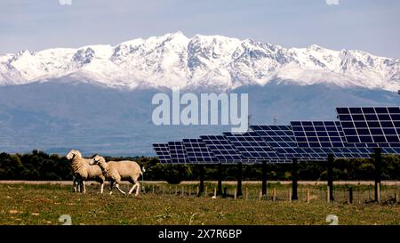 Schafe grasen friedlich vor Solarpaneelen mit verschneiten Berggipfeln im Hintergrund und zeigen ein nachhaltiges Leben. Stockfoto