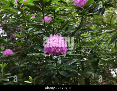 Rhododendron in Gardens at Plas Newydd, Anglesey, Wales, Vereinigtes Königreich Stockfoto