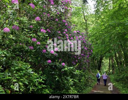 Rhododendrons in Gardens at Plas Newydd, Anglesey, Wales, Vereinigtes Königreich Stockfoto