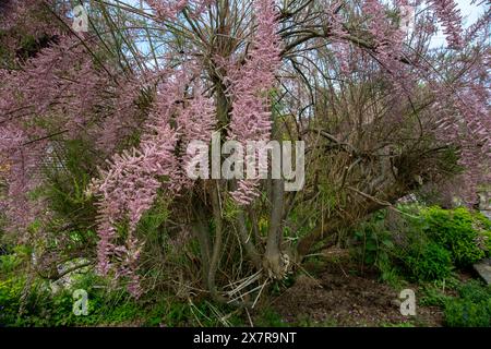 Wunderschöner Tamarix-Baum in voller rosa Blüte im Frühling, in einer üppigen Gartenumgebung Stockfoto