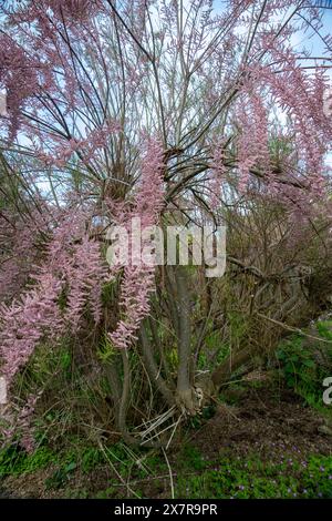 Wunderschöner Tamarix-Baum in voller rosa Blüte im Frühling, in einer üppigen Gartenumgebung Stockfoto