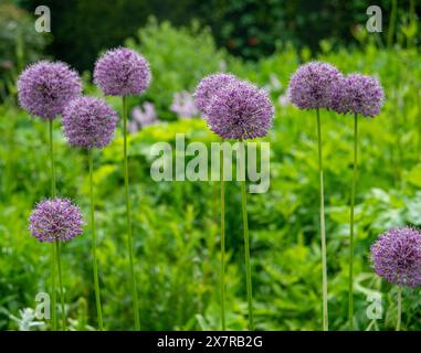 Allium aflatunense „Purple Sensation“ Zierzwiebel, wächst in einem krautigen Grenzsommer in Großbritannien Stockfoto