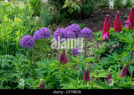 Allium aflatunense „Purple Sensation“ Zierzwiebel, wächst in einem krautigen Grenzsommer in Großbritannien Stockfoto