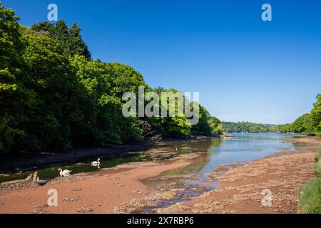 England, Devon, Higher Dittisham, Dittisham Mill Creek an der Dart Mündung Stockfoto