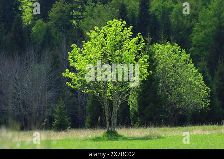 Wiese mit Wald auf Berg im Frühling, Gorski Kotar Gebiet, Kroatien Stockfoto