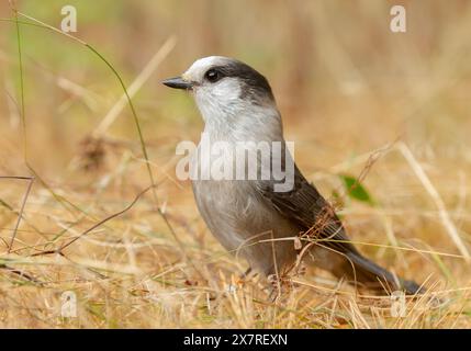 Gray Jay oder Canada Jay Perisoreus canadensis thront auf dem Boden im Algonquin Provincial Park, Kanada Stockfoto