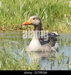 Greylag Goose, Norfolk, Großbritannien Stockfoto