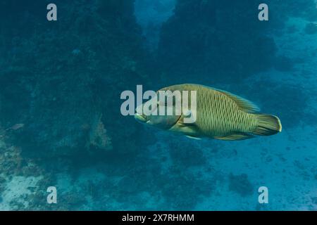 Ein großer Napoleon-Fisch posiert unter Wasser für Fotografien. Stockfoto