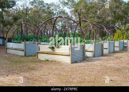 Kräuter und Gemüse, die in hochgezogenen, verzinkten Metallgartenbeeten im Cowaramup Community Garden in Cowaramup, Western Australia, angebaut werden. Stockfoto