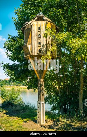 Große Taube in einem öffentlichen Park mit Baum und Fluss Stockfoto